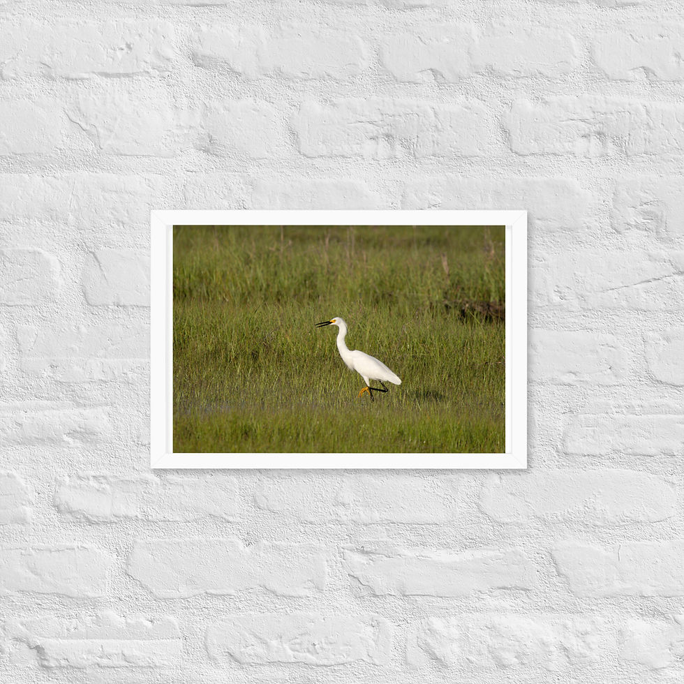 Thumbnail: Framed Snowy Egret 