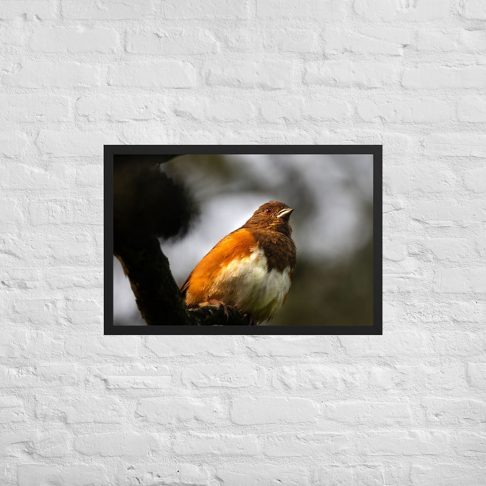 Thumbnail: Framed Eastern Towhee