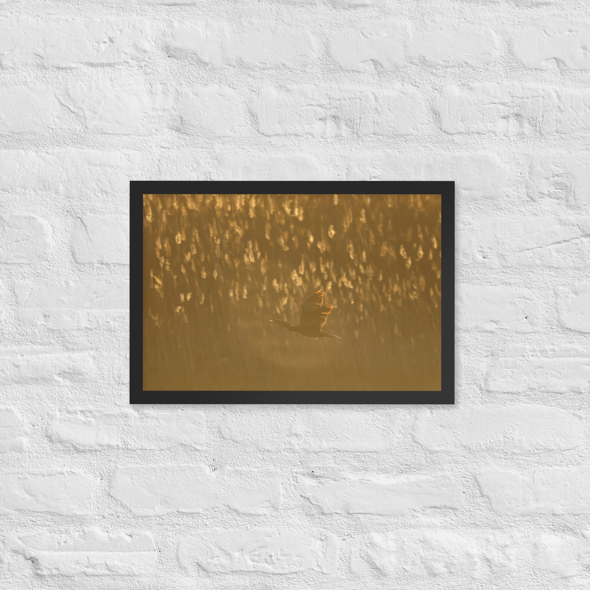 Framed Flying Cormorant