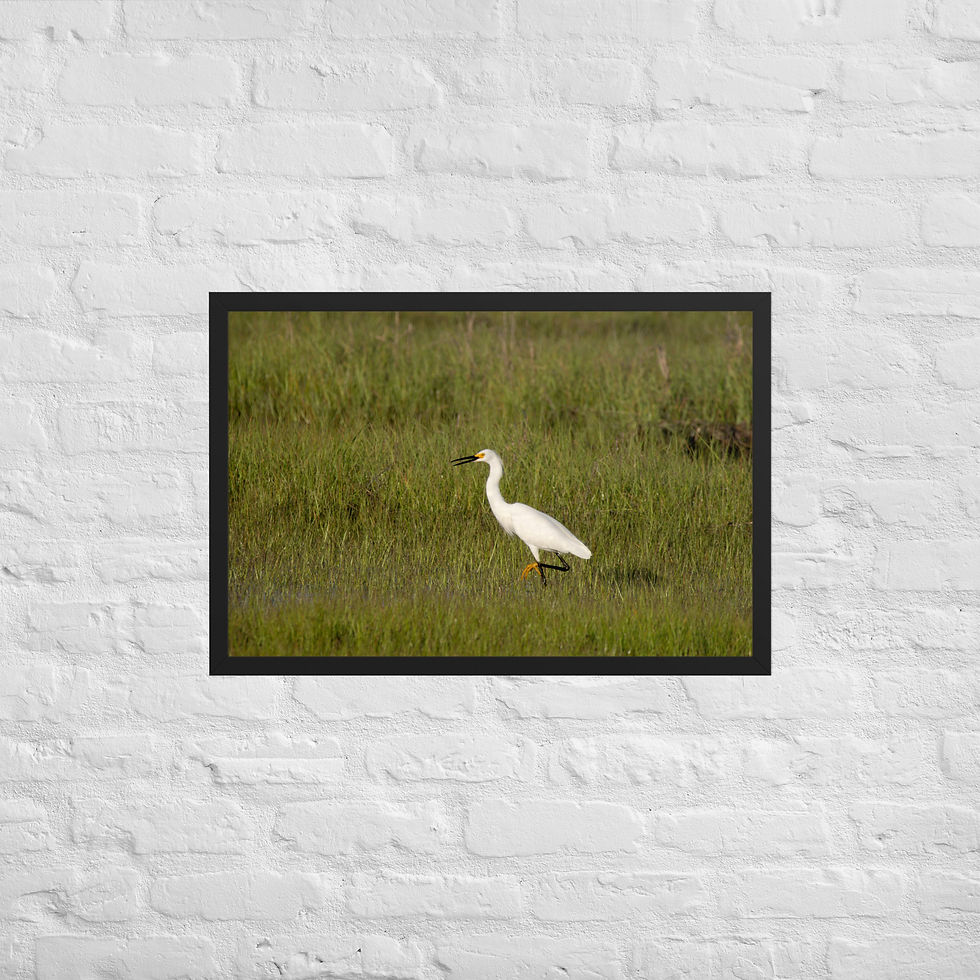 Thumbnail: Framed Snowy Egret 