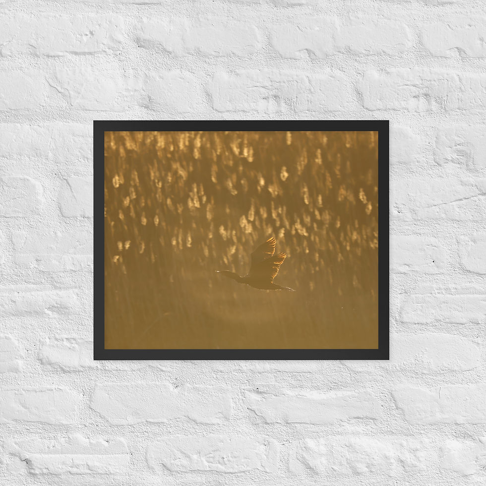 Thumbnail: Framed Flying Cormorant 