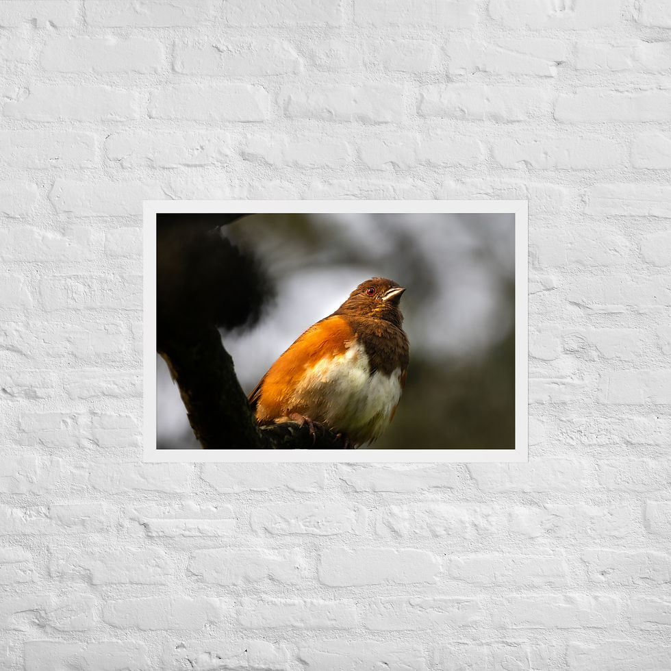 Thumbnail: Framed Eastern Towhee