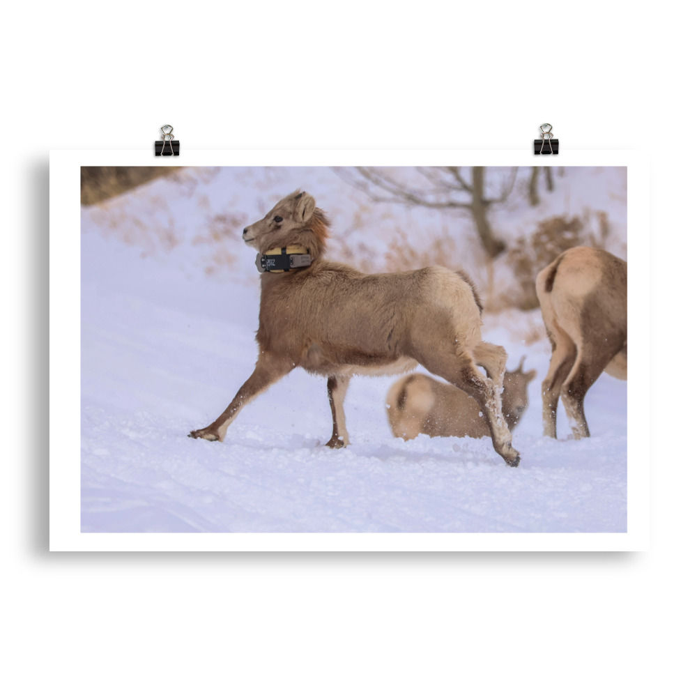 Baby Bighorn Sheep