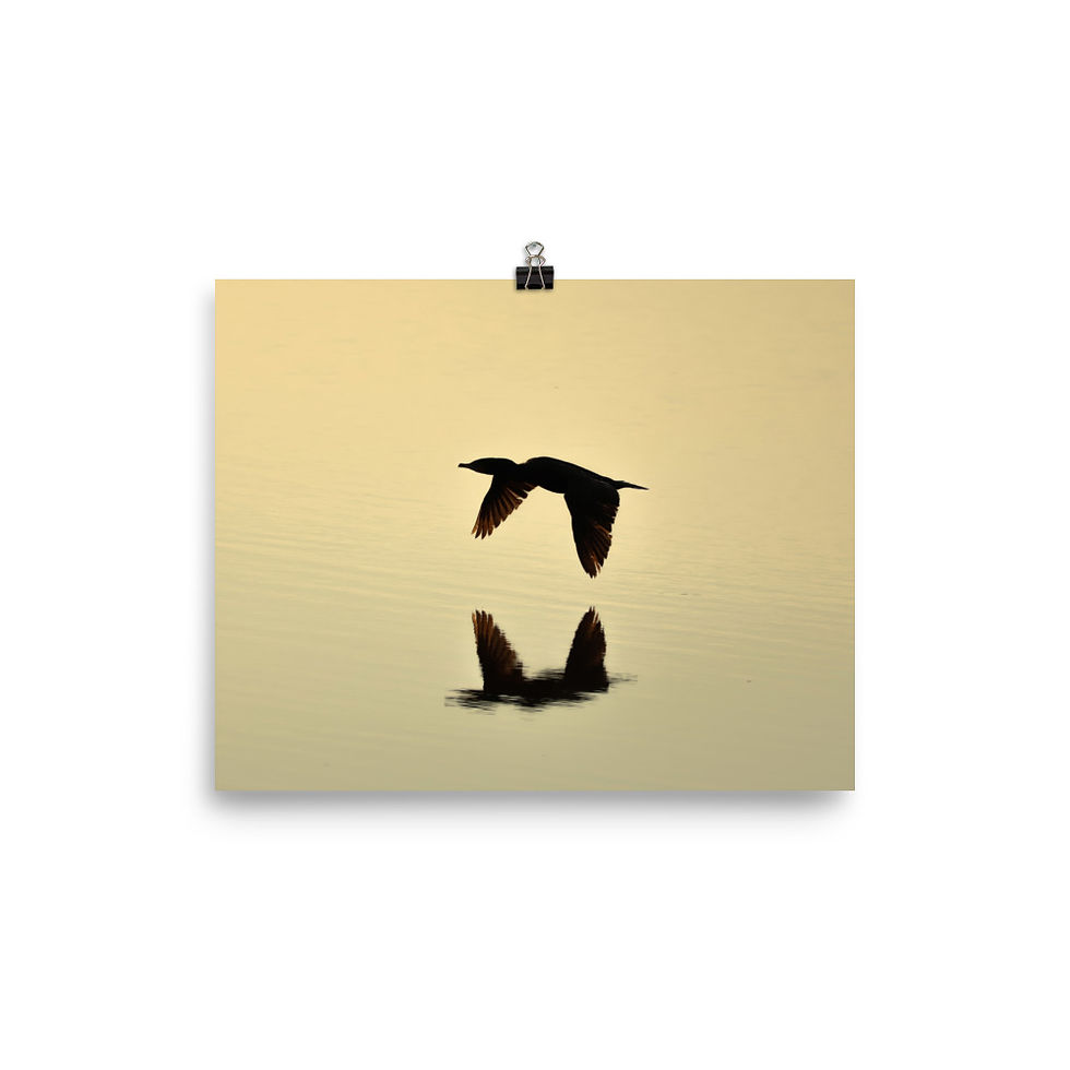 Thumbnail: Double-Crested Cormorant 