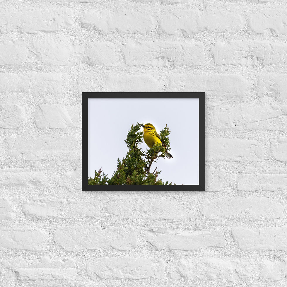 Thumbnail: Framed Pairie Warbler 