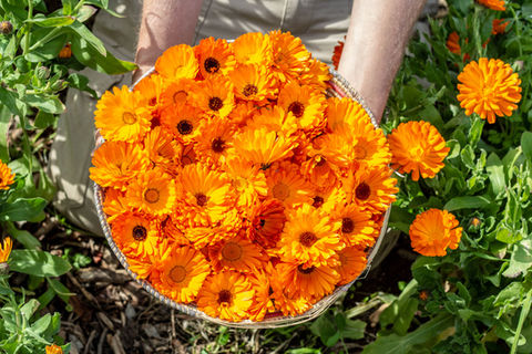 קטיף פרחי קלנדולה כתומים בשדה