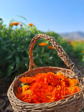 סלסלה מלאה בפרחי קלנדולה כתומים בשדה