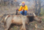 Miles's 4th rifle season cow elk
