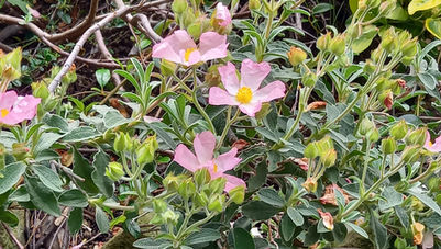 20230507 Zistrose.jpg