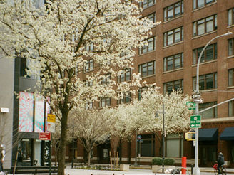 Spring in New York: Are cherry blossoms still in bloom?