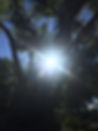 Bright light pours in from behind some tree branches against a blue sky