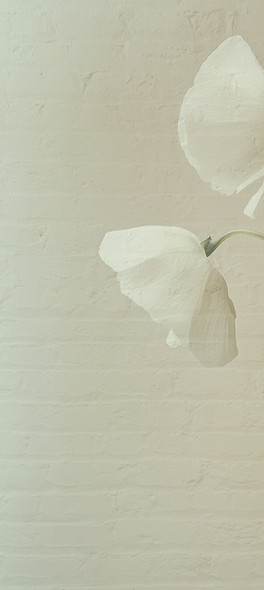 Common Root Collective art show image