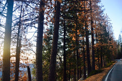 Yosemite