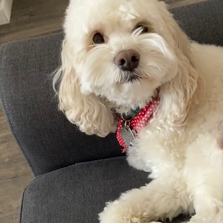 Honesty vs. Vulnerability