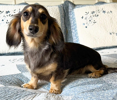 Piper