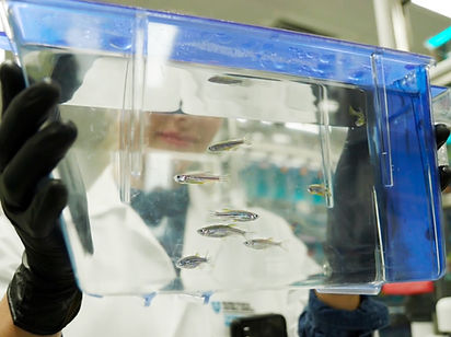 Liao_lab_zebrafish_tank.jpg