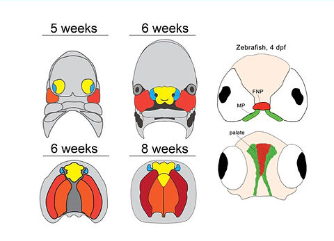 Homology-of-Cleft-Malformation-short.jpg