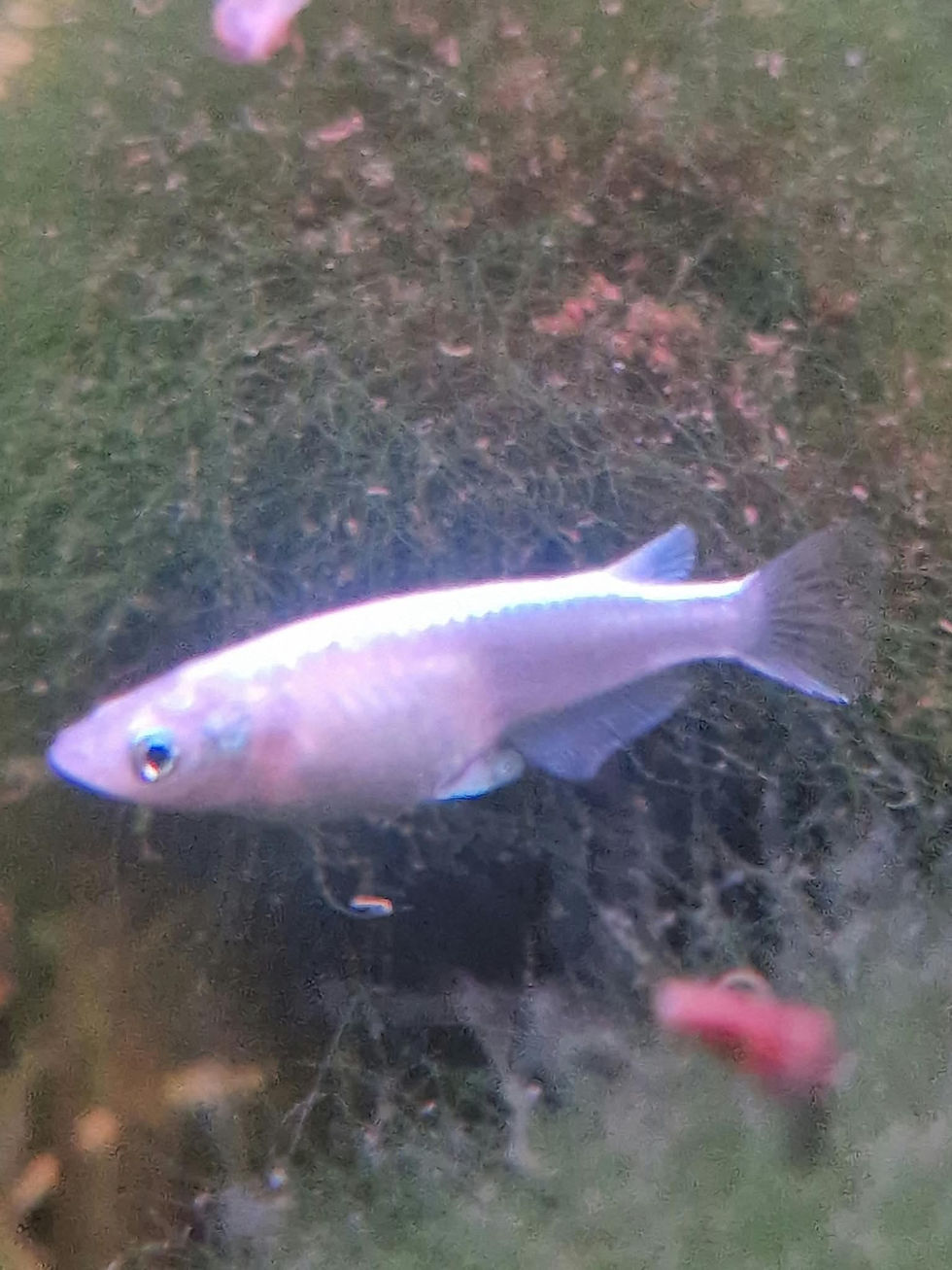 zusammen mit den Eiern habe ich 10 Jungfische bekommen. Sis schwimmen mit den Kardinalsfischen, einem Purpurprachbuntbarsch Pärchen und etlichen Ringelhand Garnelen. Haben sich direkt im Becken eingelebt und zeigen keine Scheue.