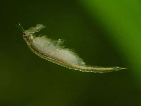 Artemia (auch bekannt als Salzkrebschen oder Brine Shrimp)