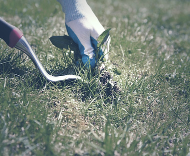 Removing Weeds