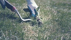 Removing Weeds