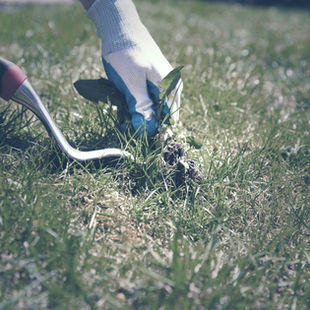 Removing Weeds