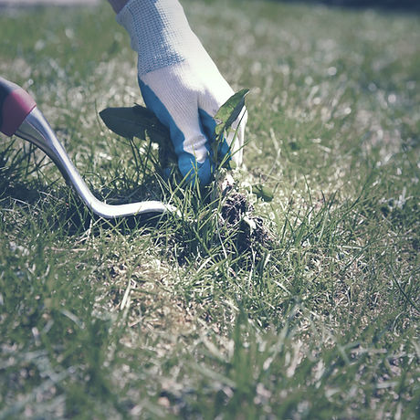 Removing Weeds