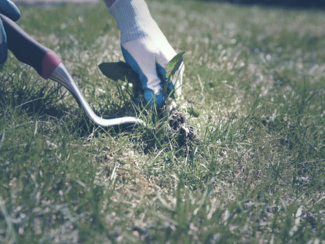 Invasives Pulling - 2020 Schedule