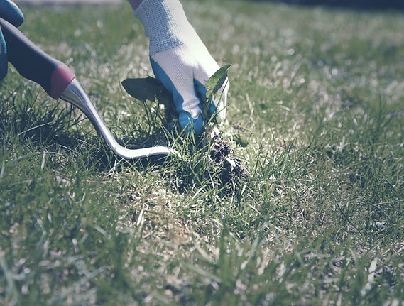 Gardening Gloved Hands