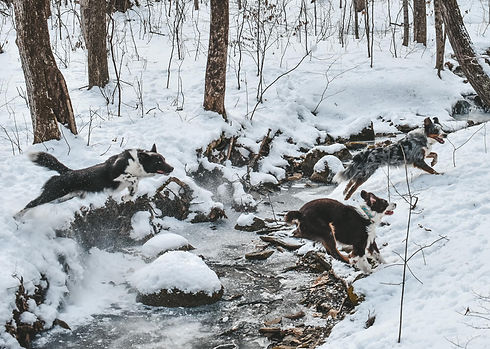 dogwhee.jpg