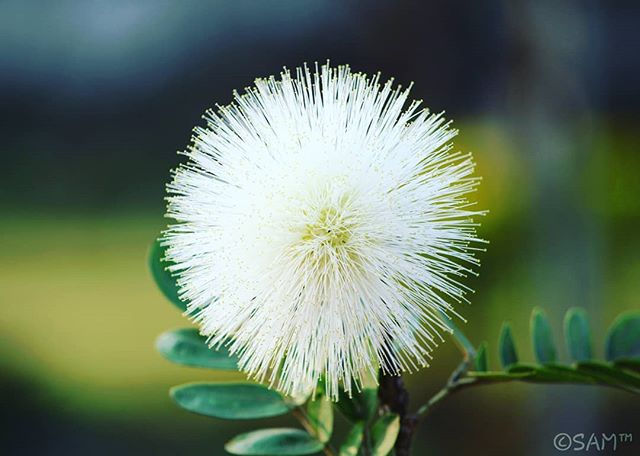 🌻BEAUTY OF NATURE 🌻_#flowers_#invinciblengo_#invinciblengo🇮🇳_#NATUReLover_#flowers_#nature_#natu