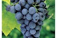vinograd-amurskij-4-1000x1000.jpg
