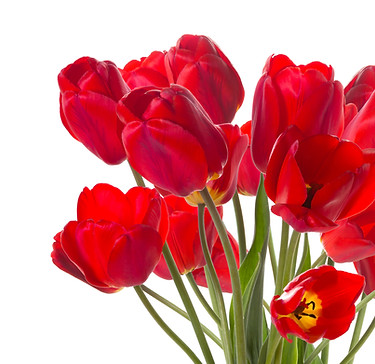 Red Tulips