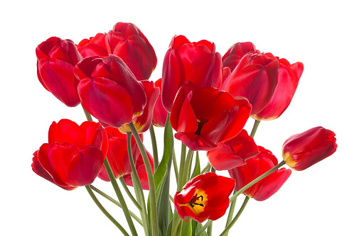 Red Tulips