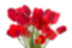 Red Tulips