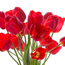 Red Tulips