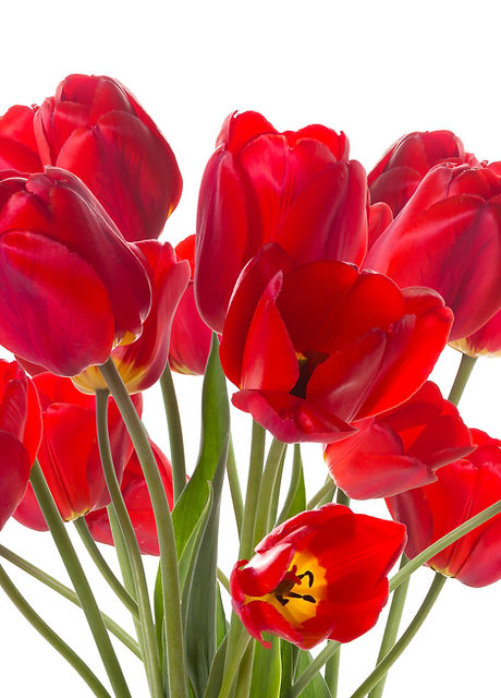 Red Tulips
