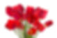 rote Tulpen