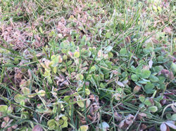 Image_5 2019-10-30_09-04-37.jpeg