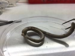 Earthworm