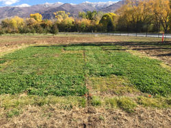 Image_2 2019-10-30_09-04-37.jpeg