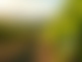 Vignoble verdoyant représentant la transmission de propriété et le patrimoine familial.