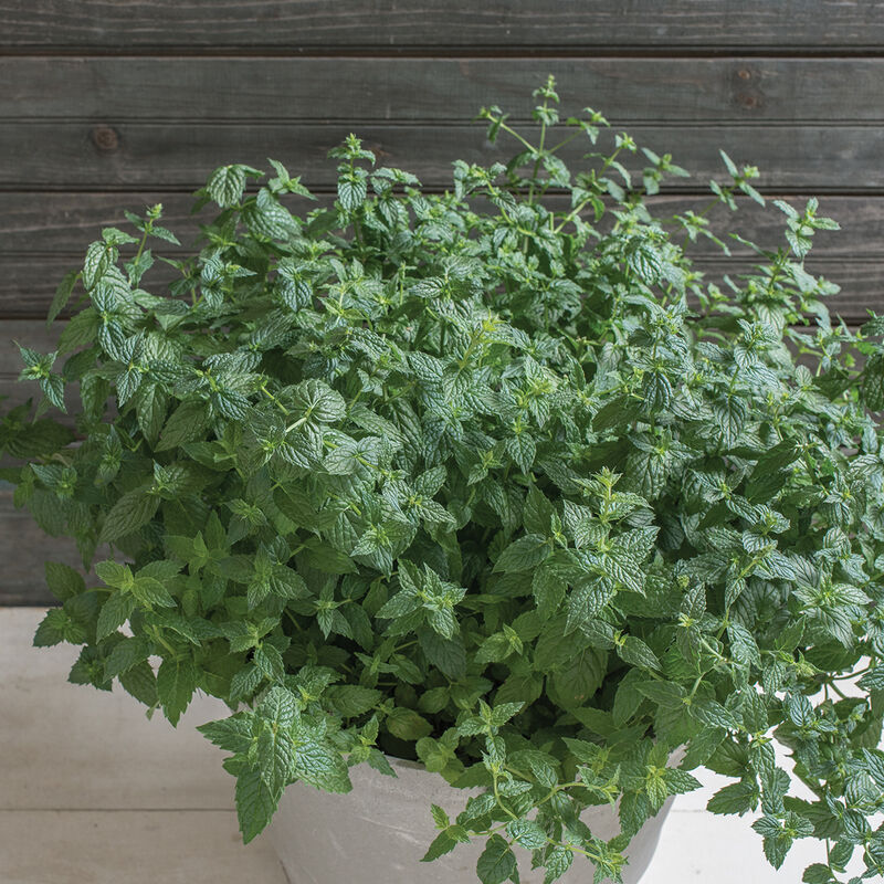 Menthe bio