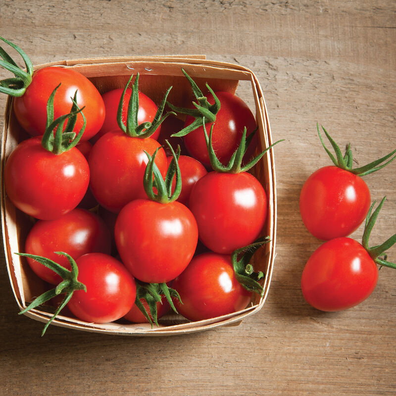 Tomate cerise bio -Super sweet 100