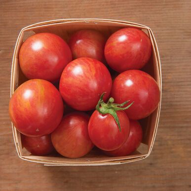 Tomate cerise bio - Pink bumble bee