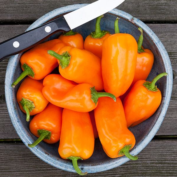 Poivron picnic - Orange