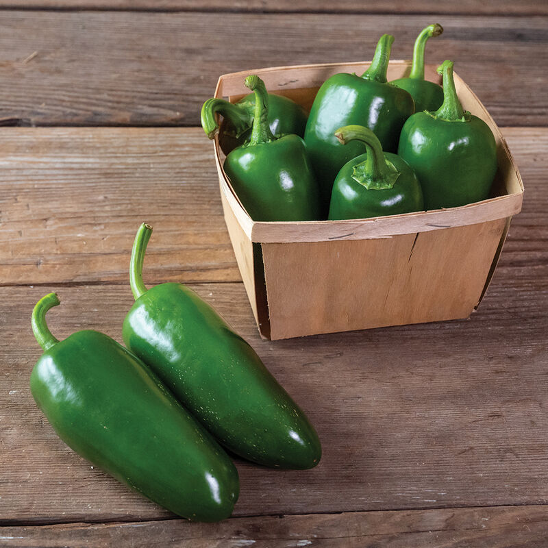 Piment fort bio - Jalapenos