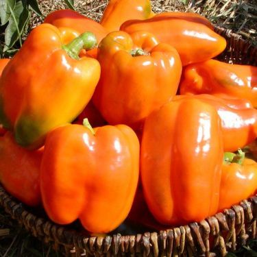 Poivron orange bio - gourmet