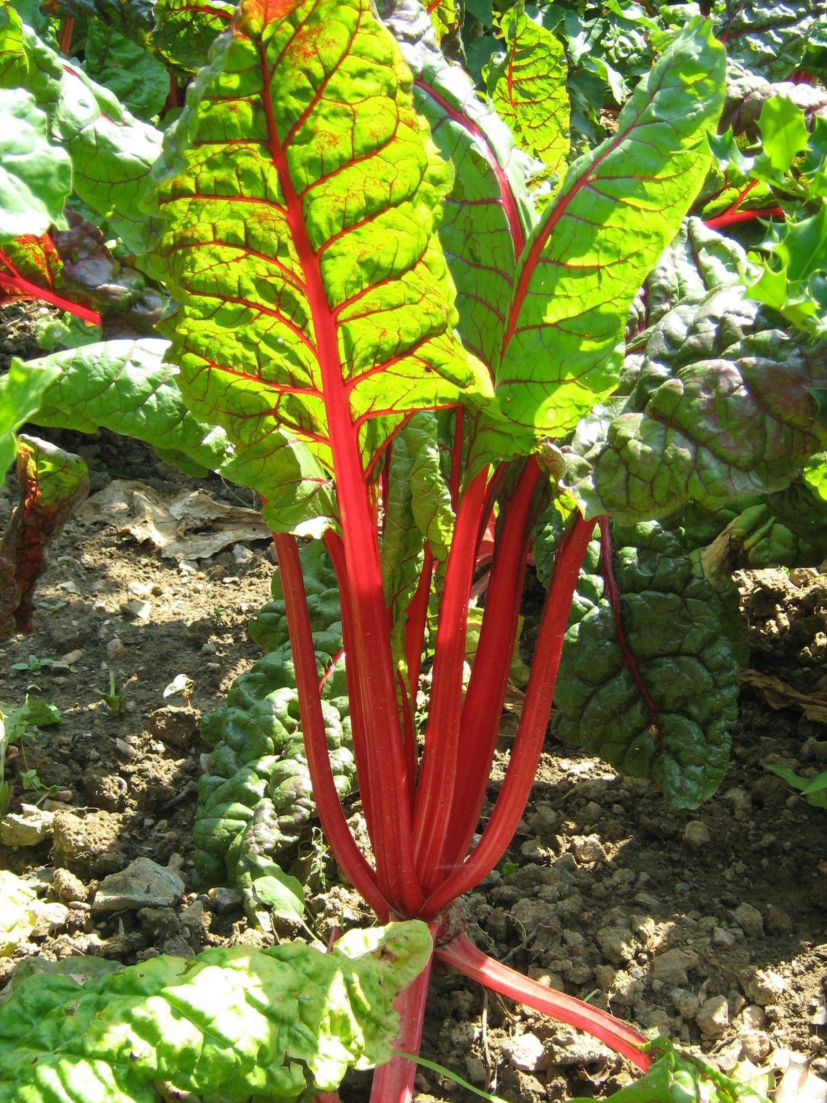 Bette à carde bio - Rhubarb chard
