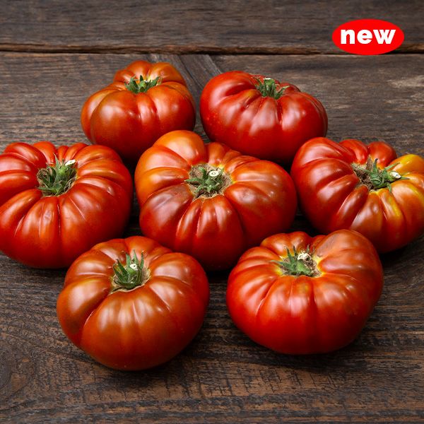 Tomate bio - chocolatée de Tasmanie